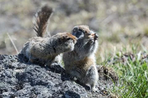Two cute ground squirrel Stock Photos