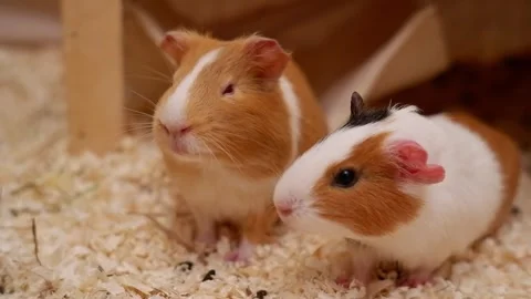 Two cute guinea pigs in a cage with bedding 스톡 동영상 337032748