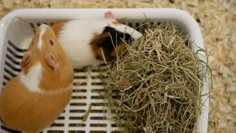 Two cute guinea pigs eating hay Stock Footage 336780542