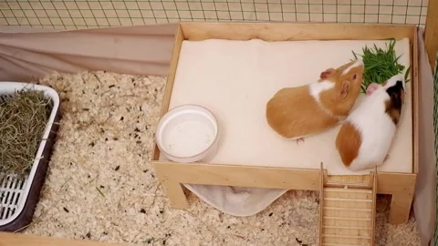 Two cute guinea pigs eating fresh grass together Vidéo 337032633