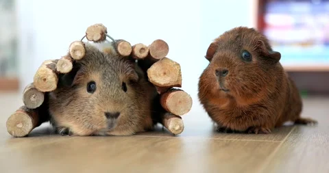 Two cute guinea pigs on the floor, looking at you, close up Stock Footage 198136987