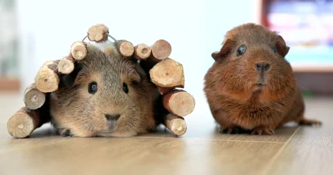 Two cute guinea pigs on the floor, looking at you, close up Stock Footage 203591127