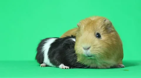 Two cute guinea pigs Video stock 46442858