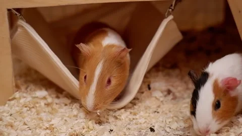 Two cute guinea pigs playing inside wooden cage Stock Footage 337032701