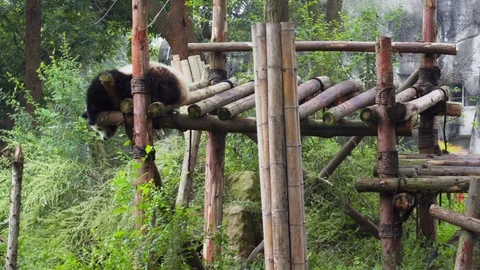 Two cute happy young giant pandas playing together Stock Footage 83780267