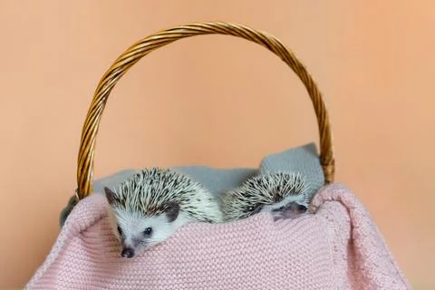 Two cute hedgehogs are sitting in basket. Portrait of pretty curious muzzle of Stockfoto's