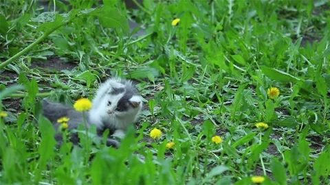 Two cute homeless kitten playing on the grass outdoor Stock-Footage 158105498