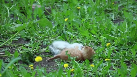 Two cute homeless kitten playing on the grass outdoor close up Stock Footage 169748645