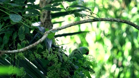 Two Cute Indian Parrots Stock Footage 294769053