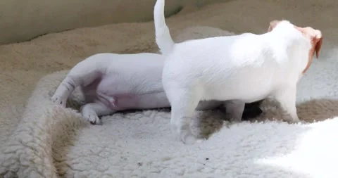 Two cute Jack Russell terrier puppies are playing with each other on a blank Stock Footage 267946567