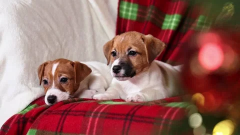 Two cute Jack Russell Terrier puppies are lying in a chair Stock Footage 296605269