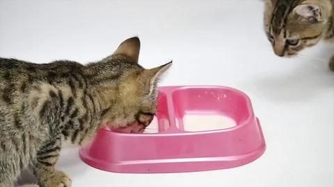 Two Cute kitten drinks milk, isolated on a white background Stock Footage