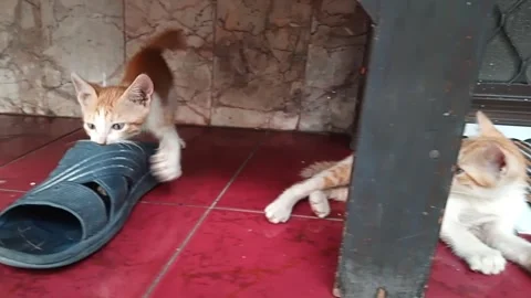 Two cute kitten playing with sandal Eps.1 Stock Footage 276209230