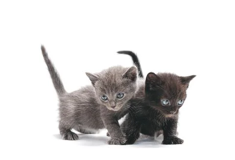 Two cute kitten on a white background. Stock Photos