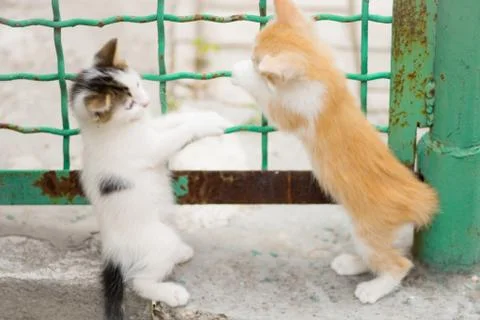 Two cute kittens are playing near the old fence in the summer yard. Stock Photos