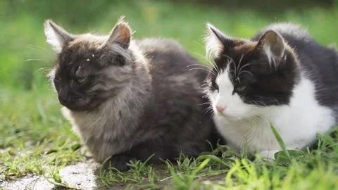 Two cute kittens are sitting on the grass in the park. Stock Footage 139999455