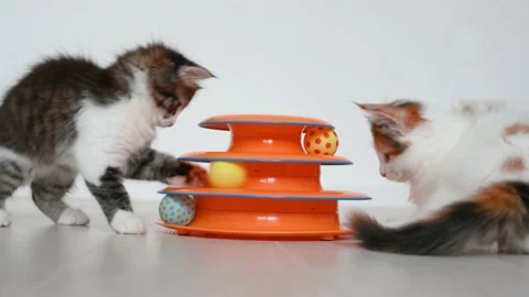 Two cute kittens cat playing with orange toy for cats at home Stock Footage 160898077
