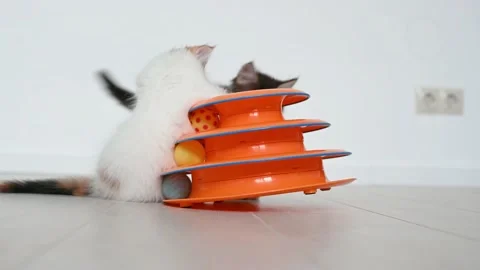 Two cute kittens cat playing with orange toy for cats at home Video stock 161043353