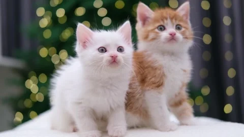 Two cute kittens on a Christmas background with bokeh 스톡 동영상 294870419