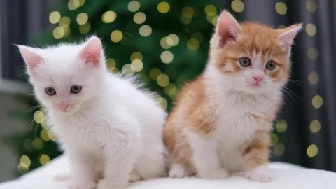 Two cute kittens on a Christmas background with bokeh Stock-Footage 304942682