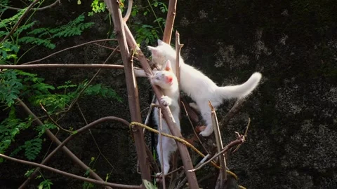 Two cute kittens climbing tree Vídeos de archivo 315300833