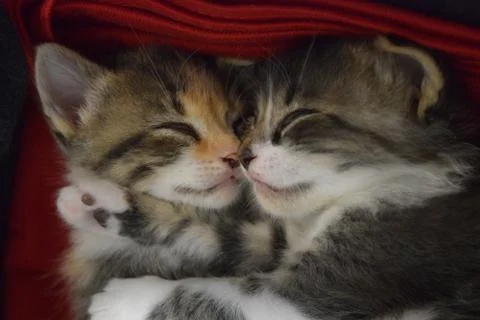 Two cute kittens cuddling on a red blanket. Stock Photos