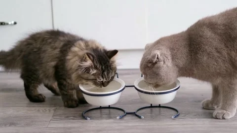Two cute kittens drink milk from a bowl Stock-Footage 275463033