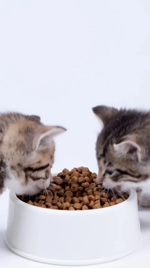 Two cute kittens eating dry food for kittens from a bowl on a white studio backg Stock Footage 342527378