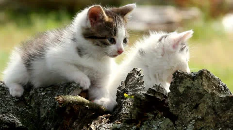 Two cute kittens Video stock 23399723