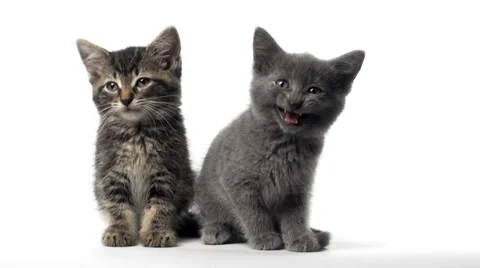 Two cute kittens Stock Footage 28246299