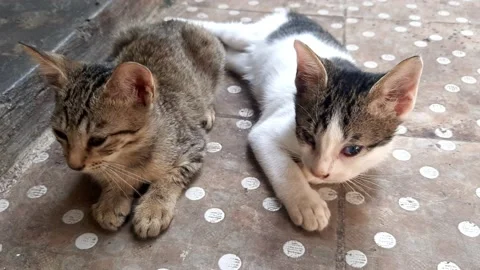 Two Cute Kittens Stock Footage 194414853