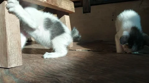 Two cute kittens Stock Footage 256795476