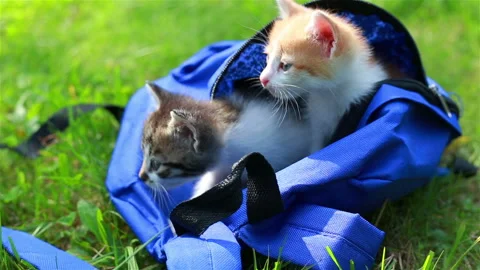Two cute kittens looking from the bag the first time outdoors. Stock Footage 94334991