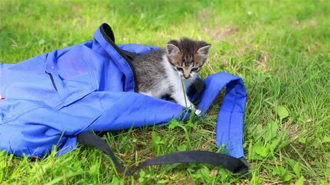 Two cute kittens looking from the bag the first time outdoors. Stock Footage 94956775