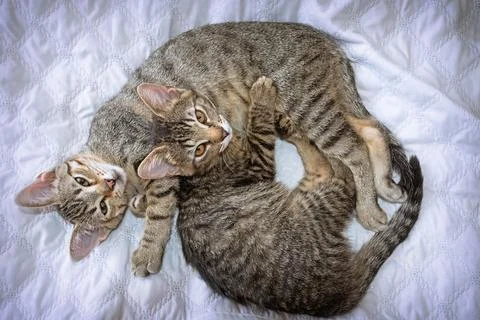 Two cute kittens Stock Photos