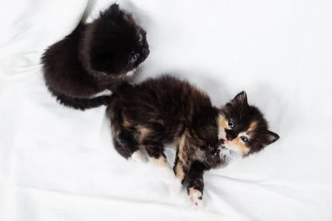 Two cute kittens Stock Photos
