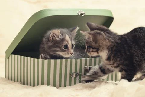 Two cute kittens play with a gift box in the form of a small suitcase on a cr Stock Photos