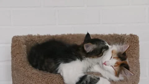 Two cute kittens play, yawn, look into the frame. High quality 4k footage Stock Footage 270250279