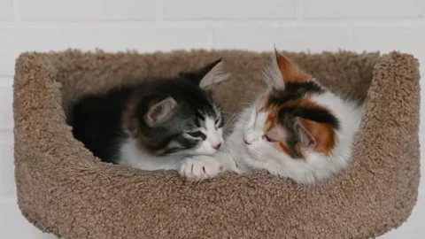 Two cute kittens play, yawn, look into the frame. High quality 4k footage Stock Footage 270605491