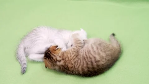 Two Cute Kittens Playing And Wrestling 스톡 동영상 331820185