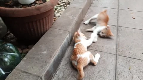 Two cute kittens playing around at garden Stock Footage 275568606