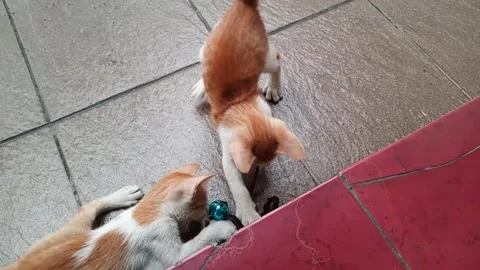 Two cute kittens playing a ball necklace Stock Footage 275562759