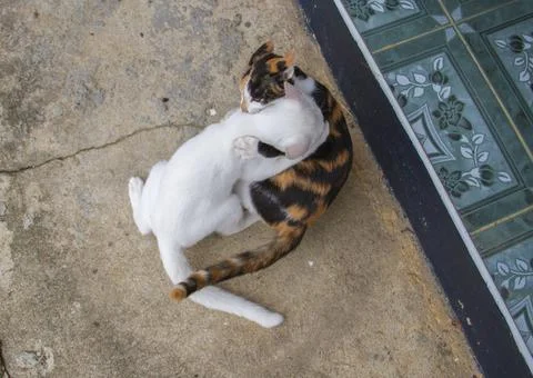 Two cute kittens playing  on the cement floor. Stock Photos