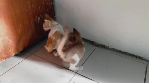 Two cute kittens playing fight on the terrace of the house. Stock Footage 288161931