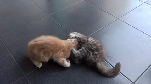 Two cute kittens playing on the floor Stock Footage 277432567