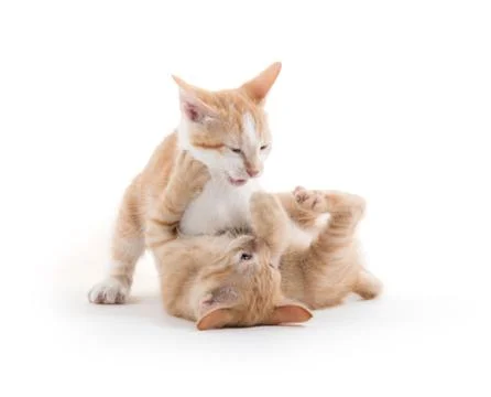 Two cute kittens playing Stock-Fotos