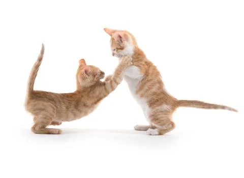 Two cute kittens playing Stock-Fotos