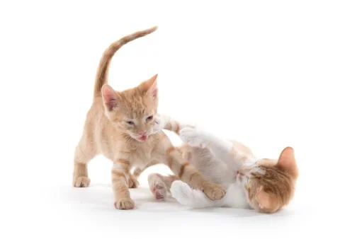 Two cute kittens playing Fotos de archivo