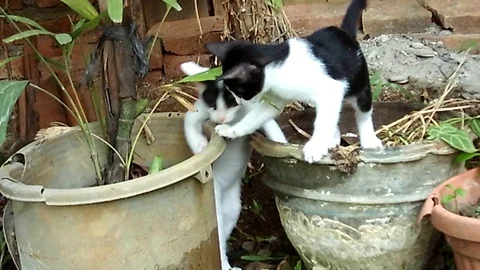 Two cute kittens playing together on the backyard Video stock 122313079