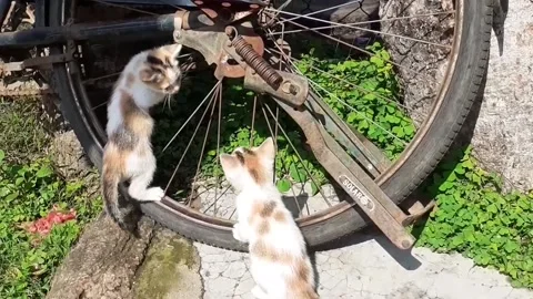 Two Cute Kittens Playing Together Stock Footage 169796191